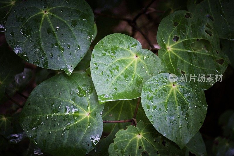 川川郁郁葱葱的绿色植物背景(Piper excelsum)